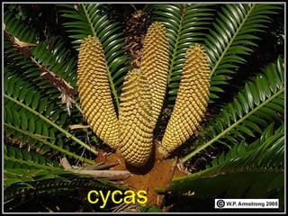 cycas
 
