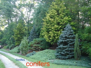 conifers
 