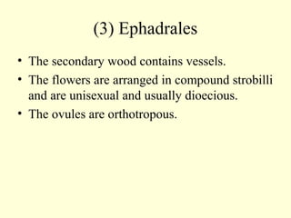 (3) Ephadrales
• The secondary wood contains vessels.
• The flowers are arranged in compound strobilli
and are unisexual and usually dioecious.
• The ovules are orthotropous.
 