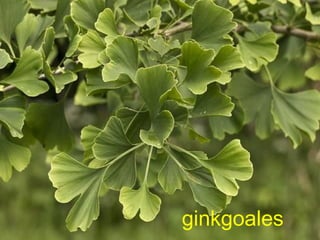 ginkgoales
 