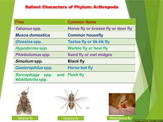 General_Characters_of_Arthropoda in.pptx