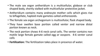 • The male sex organ antheridium is a multicellular, globose or club
shaped body, shortly stalked with multicellular protective jacket.
• Antheridium contains many androcyte mother cells which gives rise
to biflagellate, haploid male gametes called antherozoids.
• The female sex organ archegonium is multicellular, flask shaped body.
• They have swollen base portion called venter and narrow distal
portion known as neck.
• The neck portion shows 4-6 neck canal cells. The venter contains non
motile large female gamate called egg or oospore. 4-6 venter canal
cells
• Fertilization: The fertilization takes place in presence of water.
 