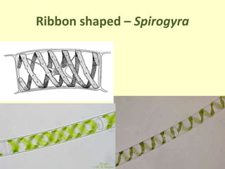 Ribbon shaped – Spirogyra
 