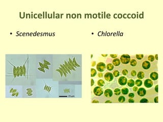 Unicellular non motile coccoid
• Scenedesmus • Chlorella
 
