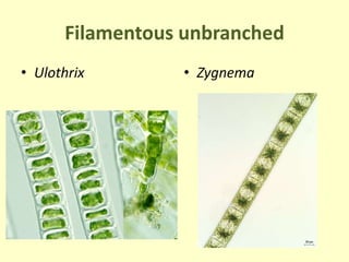 Filamentous unbranched
• Ulothrix • Zygnema
 