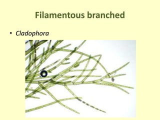 Filamentous branched
• Cladophora
 