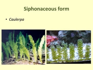 Siphonaceous form
• Caulerpa
 
