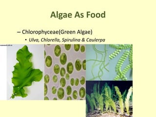Algae As Food
– Chlorophyceae(Green Algae)
• Ulva, Chlorella, Spirulina & Caulerpa
 