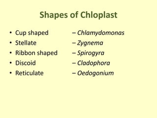 Shapes of Chloplast
• Cup shaped – Chlamydomonas
• Stellate – Zygnema
• Ribbon shaped – Spirogyra
• Discoid – Cladophora
•...