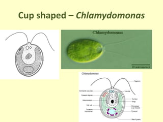 Cup shaped – Chlamydomonas
 