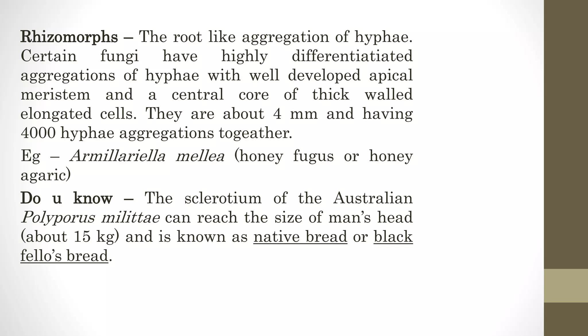 Rhizomorphs – The root like aggregation of hyphae.
Certain fungi have highly differentiatiated
aggregations of hyphae with well developed apical
meristem and a central core of thick walled
elongated cells. They are about 4 mm and having
4000 hyphae aggregations togeather.
Eg – Armillariella mellea (honey fugus or honey
agaric)
Do u know – The sclerotium of the Australian
Polyporus milittae can reach the size of man’s head
(about 15 kg) and is known as native bread or black
fello’s bread.
 