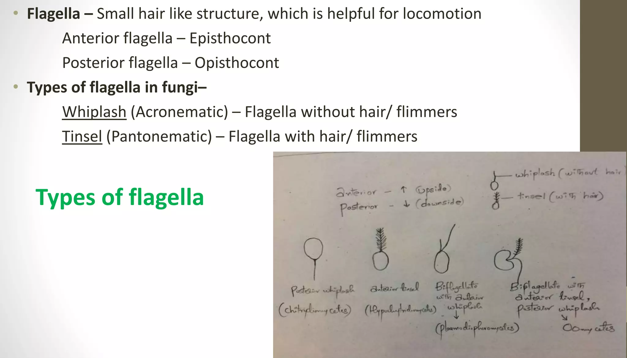 • Flagella – Small hair like structure, which is helpful for locomotion
Anterior flagella – Episthocont
Posterior flagella – Opisthocont
• Types of flagella in fungi–
Whiplash (Acronematic) – Flagella without hair/ flimmers
Tinsel (Pantonematic) – Flagella with hair/ flimmers
Types of flagella
 