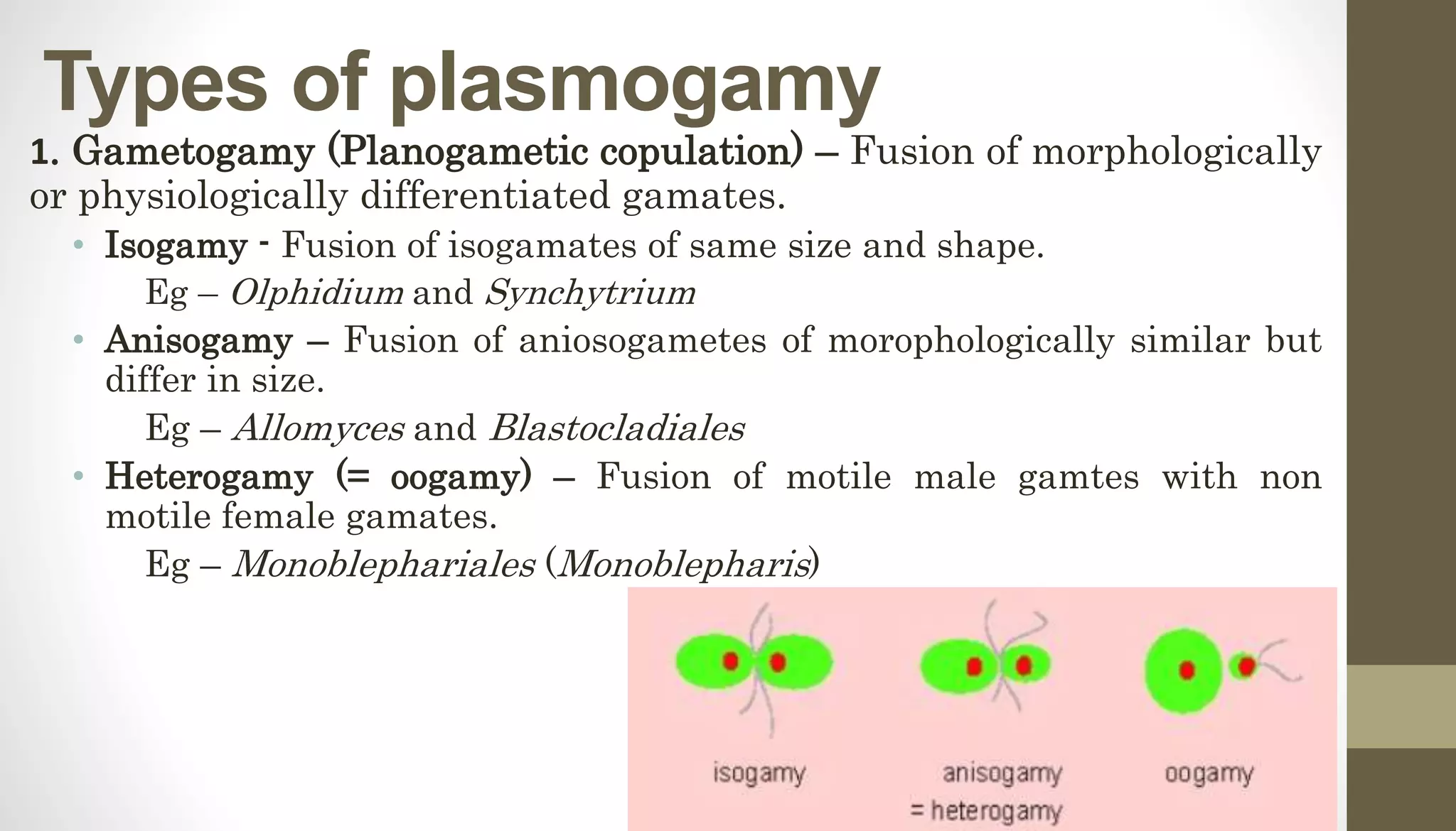 Types of plasmogamy
1. Gametogamy (Planogametic copulation) – Fusion of morphologically
or physiologically differentiated gamates.
• Isogamy - Fusion of isogamates of same size and shape.
Eg – Olphidium and Synchytrium
• Anisogamy – Fusion of aniosogametes of morophologically similar but
differ in size.
Eg – Allomyces and Blastocladiales
• Heterogamy (= oogamy) – Fusion of motile male gamtes with non
motile female gamates.
Eg – Monoblephariales (Monoblepharis)
 