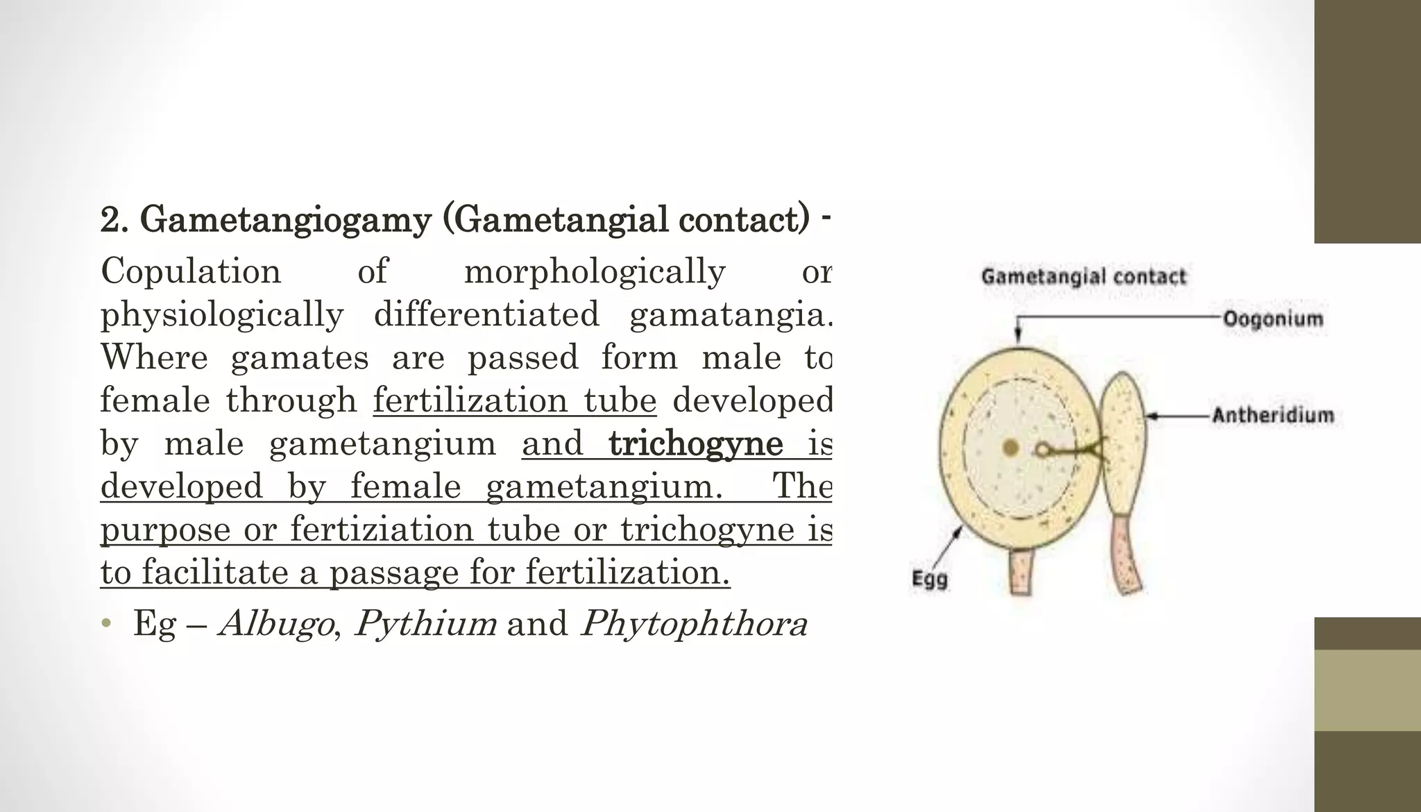 2. Gametangiogamy (Gametangial contact) -
Copulation of morphologically or
physiologically differentiated gamatangia.
Where gamates are passed form male to
female through fertilization tube developed
by male gametangium and trichogyne is
developed by female gametangium. The
purpose or fertiziation tube or trichogyne is
to facilitate a passage for fertilization.
• Eg – Albugo, Pythium and Phytophthora
 