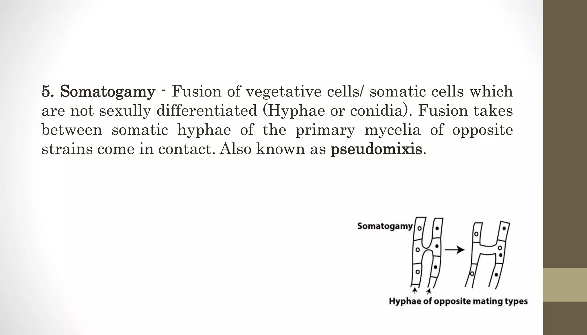 5. Somatogamy - Fusion of vegetative cells/ somatic cells which
are not sexully differentiated (Hyphae or conidia). Fusion takes
between somatic hyphae of the primary mycelia of opposite
strains come in contact. Also known as pseudomixis.
 
