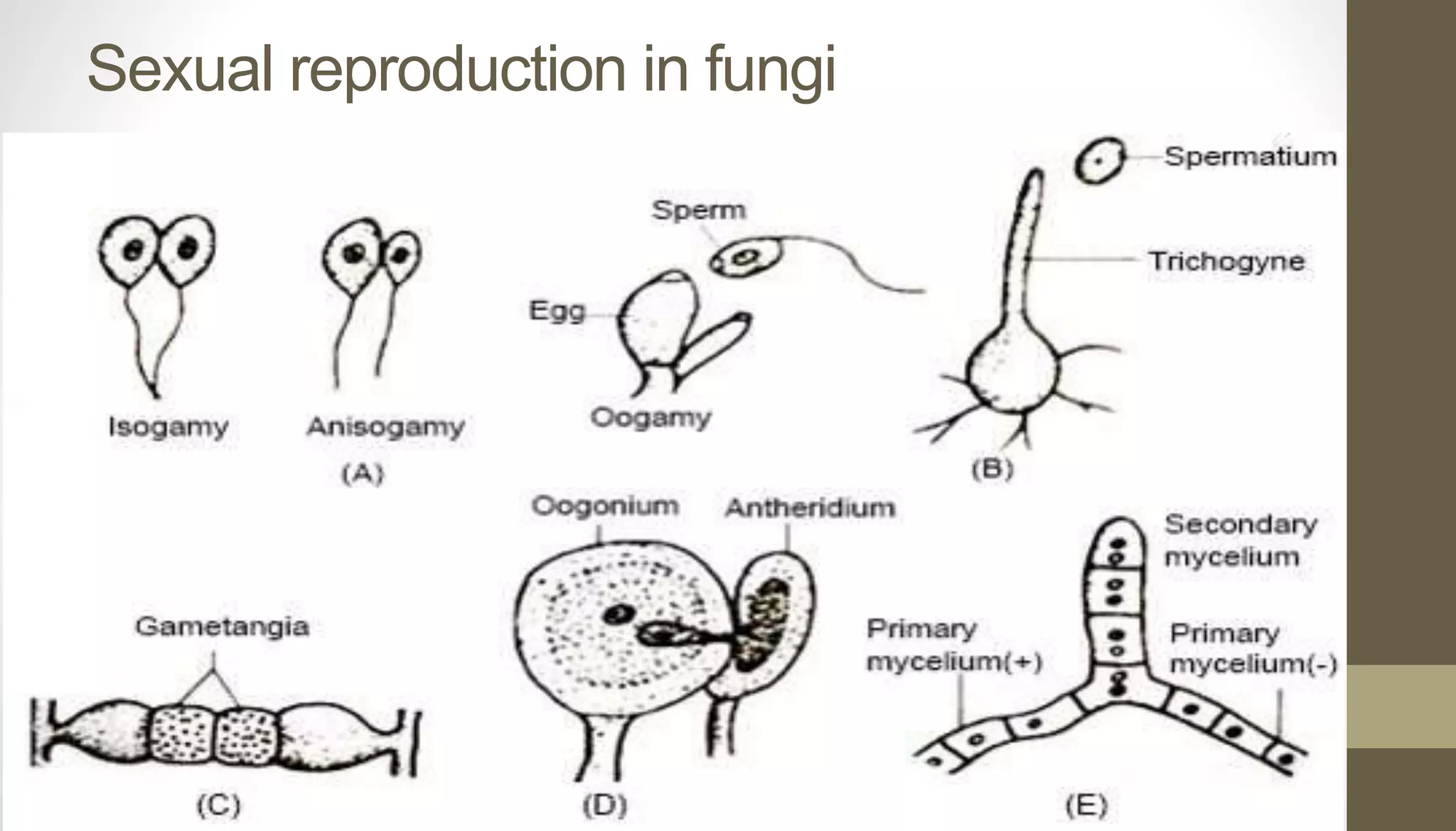 Sexual reproduction in fungi
 