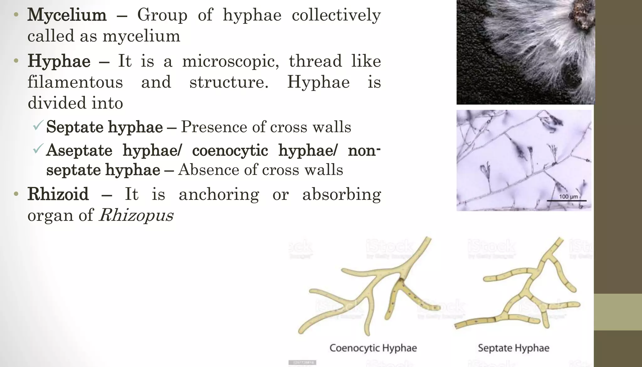 • Mycelium – Group of hyphae collectively
called as mycelium
• Hyphae – It is a microscopic, thread like
filamentous and structure. Hyphae is
divided into
Septate hyphae – Presence of cross walls
Aseptate hyphae/ coenocytic hyphae/ non-
septate hyphae – Absence of cross walls
• Rhizoid – It is anchoring or absorbing
organ of Rhizopus
 