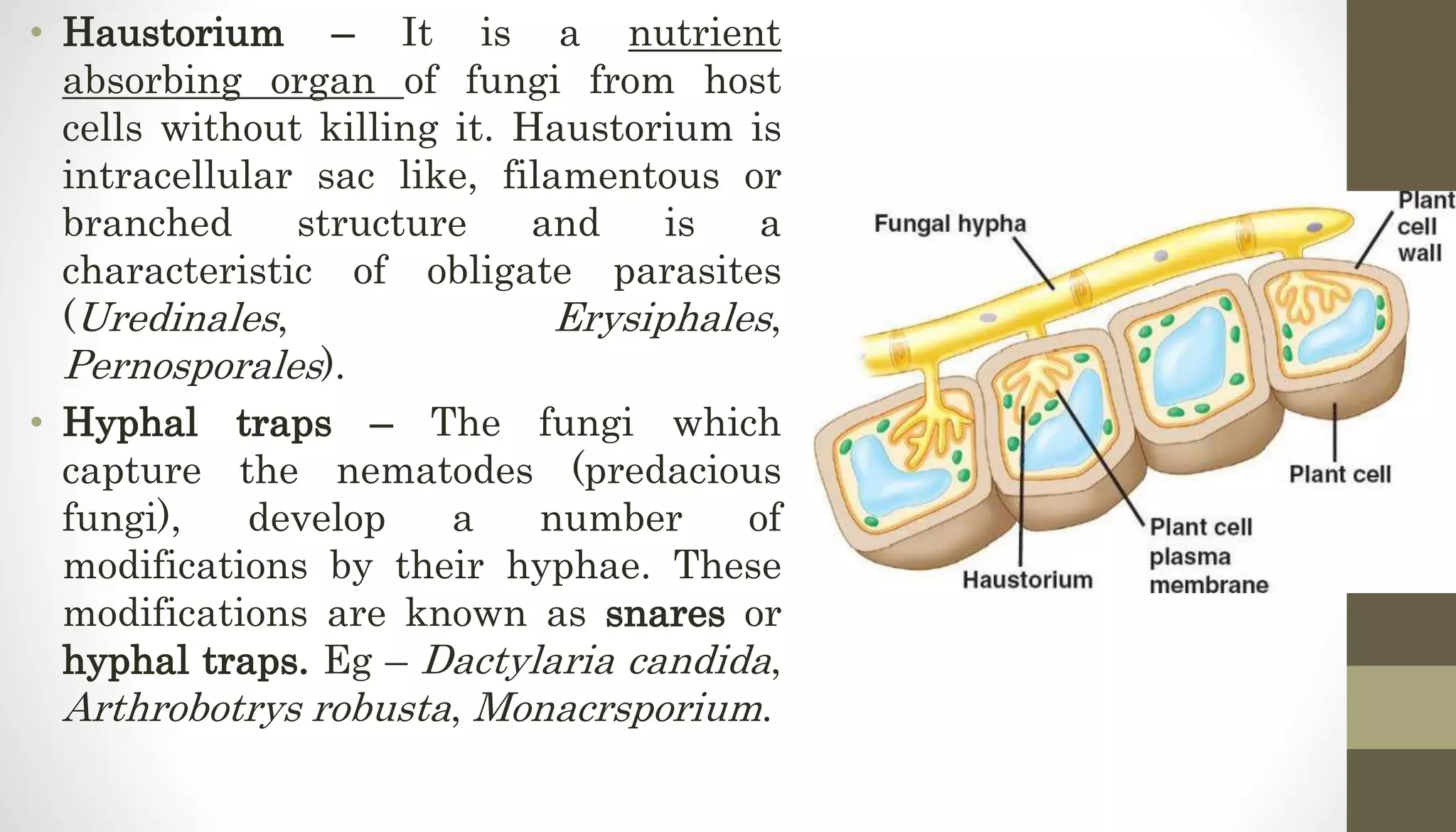 • Haustorium – It is a nutrient
absorbing organ of fungi from host
cells without killing it. Haustorium is
intracellular sac like, filamentous or
branched structure and is a
characteristic of obligate parasites
(Uredinales, Erysiphales,
Pernosporales).
• Hyphal traps – The fungi which
capture the nematodes (predacious
fungi), develop a number of
modifications by their hyphae. These
modifications are known as snares or
hyphal traps. Eg – Dactylaria candida,
Arthrobotrys robusta, Monacrsporium.
 