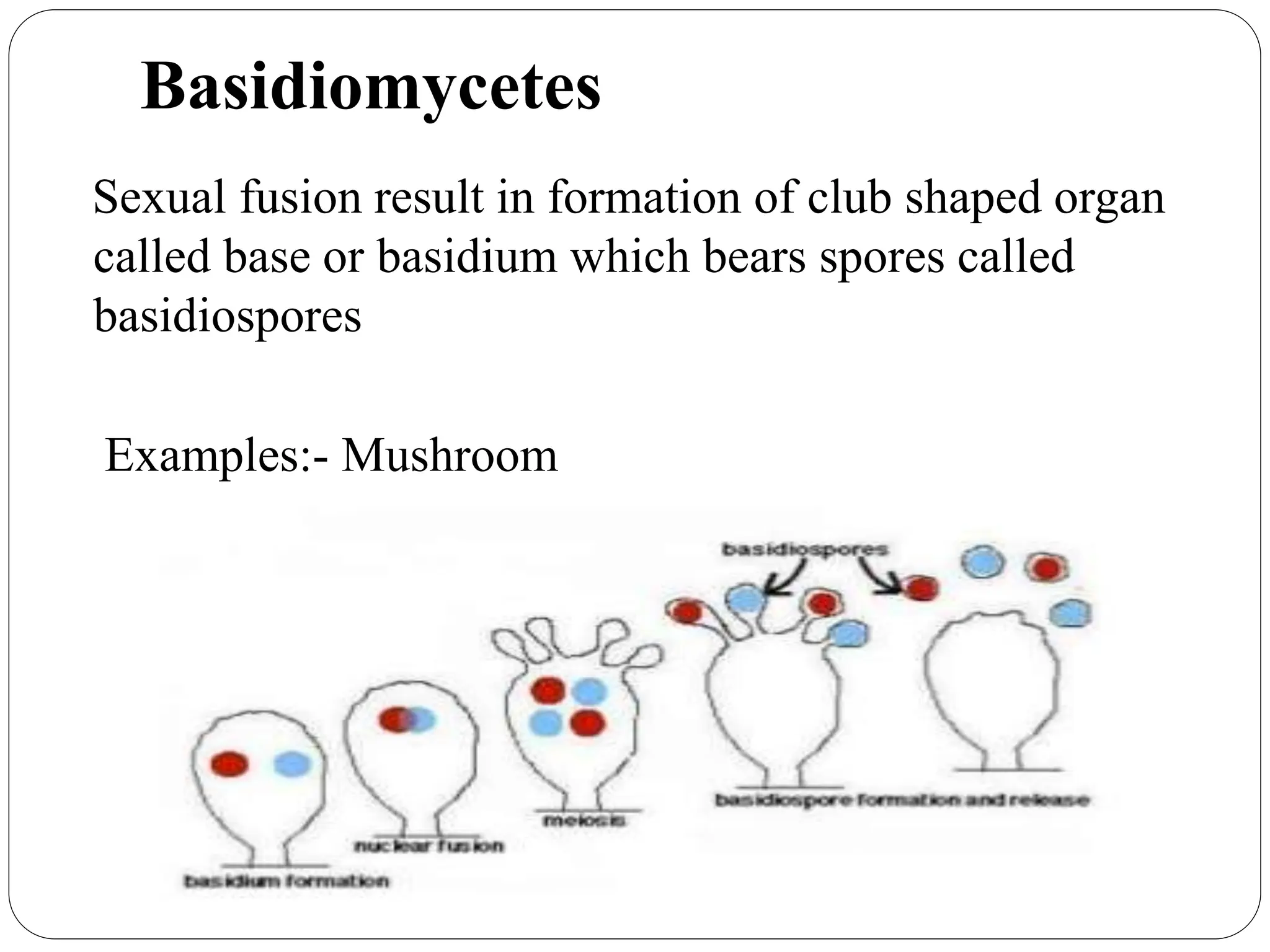 General characters of medically important fungi.pptx