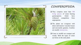 CONIFEROPSIDA
 They comprise more than 500
living species of cones bearing
gymnosperms which have
withstood competition from
angiosperms.
 The plants are evergreen with
dense and massive vascular tissues
and non-motile gametes. Conifers
are usually monoecious.
 Cones or strobili are compact and
woody. Both the types of cones
are borne on the same plant.
 