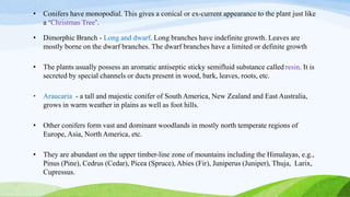 • Conifers have monopodial. This gives a conical or ex-current appearance to the plant just like
a ‘Christmas Tree’.
• Dimorphic Branch - Long and dwarf. Long branches have indefinite growth. Leaves are
mostly borne on the dwarf branches. The dwarf branches have a limited or definite growth
• The plants usually possess an aromatic antiseptic sticky semifluid substance called resin. It is
secreted by special channels or ducts present in wood, bark, leaves, roots, etc.
• Araucaria - a tall and majestic conifer of South America, New Zealand and East Australia,
grows in warm weather in plains as well as foot hills.
• Other conifers form vast and dominant woodlands in mostly north temperate regions of
Europe, Asia, North America, etc.
• They are abundant on the upper timber-line zone of mountains including the Himalayas, e.g.,
Pinus (Pine), Cedrus (Cedar), Picea (Spruce), Abies (Fir), Juniperus (Juniper), Thuja, Larix,
Cupressus.
 