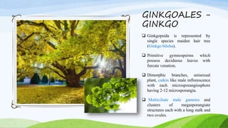 GINKGOALES -
GINKGO
 Ginkgopsida is represented by
single species maiden hair tree
(Ginkgo biloba).
 Primitive gymnosperms which
possess deciduous leaves with
furcate venation.
 Dimorphic branches, unisexual
plant, catkin like male inflorescence
with each microsporangiosphore
having 2-12 microsporangia.
 Multiciliate male gametes and
clusters of megasporangiate
structures each with a long stalk and
two ovules.
 