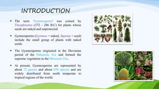 INTRODUCTION
 The term ‘Gymnosperm’ was coined by
Theophrastus (372 - 286 B.C) for plants whose
seeds are naked and unprotected.
 Gymnosperms (Gymnos = naked, Sperma = seed)
include the small group of plants with naked
seeds.
 The Gymnosperms originated in the Devonian
period of the Paleozoic Era and formed the
supreme vegetation in the Mesozoic Era.
 At present, Gymnosperms are represented by
about 72 genera and about 650 species and are
widely distributed from north temperate to
tropical regions of the world.
 