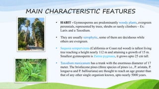 MAIN CHARACTERISTIC FEATURES
• HABIT - Gymnosperms are predominantly woody plants, evergreen
perennials, represented by trees, shrubs or rarely climbers – Ex:
Larix and a Taxodium.
• They are usually xerophytic, some of them are deciduous while
others are evergreen.
• Sequoia sempervirens (California or Coast red wood) is tallest living
tree reaching a height nearly 112 m and attaining a growth of 15 m.
Smallest gymnosperm is Zamia pygmaea, it grows upto 25 cm tall.
• Taxodium maxicanum has a trunk with the enormous diameter of 17
meter. The bristlecone pines (three species of pines i.e., P. aristata, P.
longaeva and P. balfouriana) are thought to reach an age greater than
that of any other single organism known, upto nearly 5000 years.
 