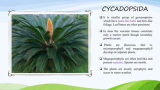 CYCADOPSIDA
 It is smaller group of gymnosperms
which have palm-like habit and fern-like
foliage. Leaf bases are often persistent.
 In stem the vascular tissues constitute
only a narrow patch though secondary
growth occurs.
 Plants are dioecious, that is,
microsporophyll and megasporophyll
develop on separate plants.
 Megasporophylls are often leaf-like and
possess ramenta. Sperms are motile.
 The plants are mostly xerophytic and
occur in warm weather.
 