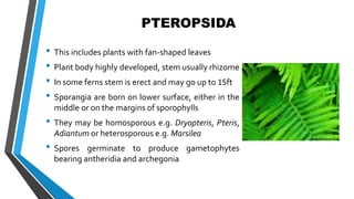 • This includes plants with fan-shaped leaves
• Plant body highly developed, stem usually rhizome
• In some ferns stem is erect and may go up to 15ft
• Sporangia are born on lower surface, either in the
middle or on the margins of sporophylls
• They may be homosporous e.g. Dryopteris, Pteris,
Adiantum or heterosporous e.g. Marsilea
• Spores germinate to produce gametophytes
bearing antheridia and archegonia
PTEROPSIDA
 