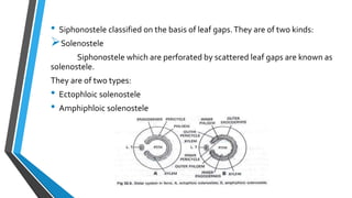 • Siphonostele classified on the basis of leaf gaps.They are of two kinds:
Solenostele
Siphonostele which are perforated by scattered leaf gaps are known as
solenostele.
They are of two types:
• Ectophloic solenostele
• Amphiphloic solenostele
 