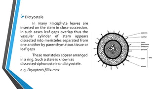 Dictyostele
In many Filicophyta leaves are
inserted on the stem in close succession.
In such cases leaf gaps overlap thus the
vascular cylinder of stem appears
dissected into meristeles separated from
one another by parenchymatous tissue or
leaf gaps
These meristeles appear arranged
in a ring. Such a stele is known as
dissected siphonostele or dictyostele.
e.g. Dryopteris fillix-max
 