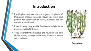 Introduction
• Pteridophtes are vascular cryptogams i.e. plants of
this group produce vascular tissues i.e. xylem and
phloem for conduction of water, minerals and for
translocation of food
• Evolutionarily they are the first terrestrial plants to
possesses vascular tissues
• They are mostly herbaceous and found in cool and
shady places, though some may flourish in sandy
soil condition
Equisetum
 