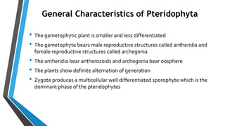 • The gametophytic plant is smaller and less differentiated
• The gametophyte bears male reproductive structures called antheridia and
female reproductive structures called archegonia
• The antheridia bear antherozoids and archegonia bear oosphere
• The plants show definite alternation of generation
• Zygote produces a multicellular well differentiated sporophyte which is the
dominant phase of the pteridophytes
General Characteristics of Pteridophyta
 