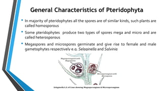 • In majority of pteridophytes all the spores are of similar kinds, such plants are
called homosporous
• Some pteridophytes produce two types of spores mega and micro and are
called heterosporous
• Megaspores and microspores germinate and give rise to female and male
gametophytes respectively e.g. Selaginella and Salvinia
General Characteristics of Pteridophyta
 