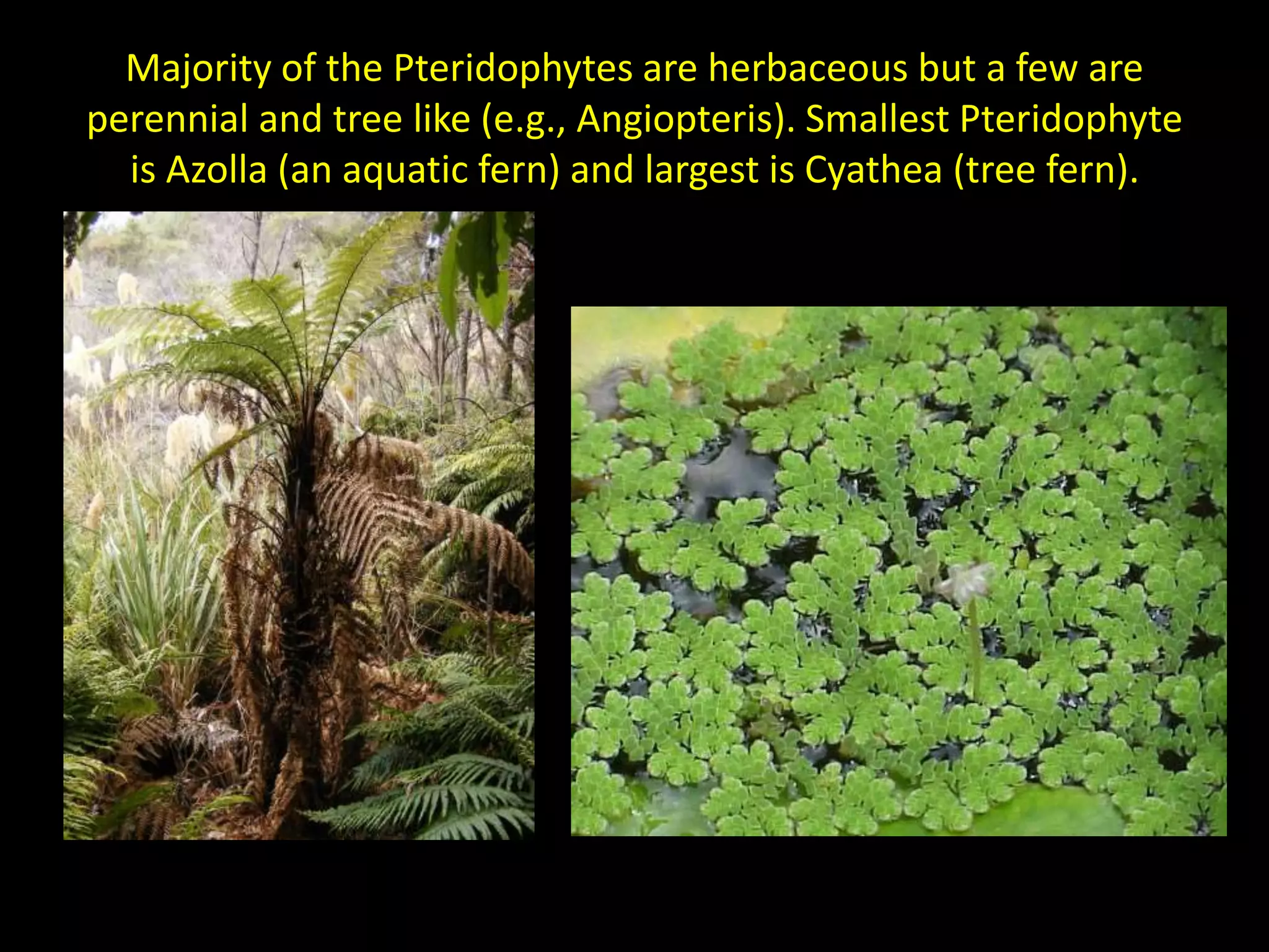 General characters of Pteridophytes.pptx