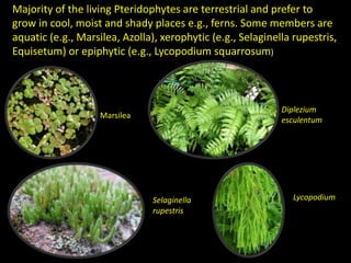 General characters of Pteridophytes.pptx