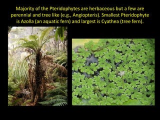 General characters of Pteridophytes.pptx