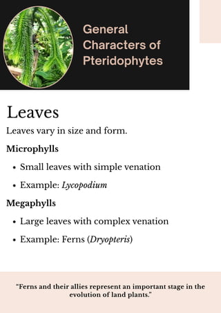 Comprehensive Overview of Pteridophytes: Characteristics, Life Cycle ...