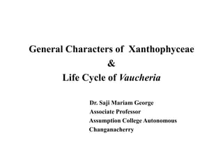 General Characters of Xanthophyceae
&
Life Cycle of Vaucheria
Dr. Saji Mariam George
Associate Professor
Assumption College Autonomous
Changanacherry
 