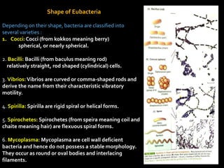 Flexuous Rods Particles EUBACTERIA :OVERVIEW | PPTX