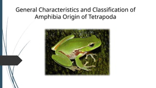 Amphibia Definition Comprehensive Overview of Amphibian Characteristics and Classification ...