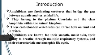 Comprehensive Overview of Amphibian Characteristics and Classification ...