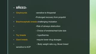 z
 BREED-
 Greyhounds -sensitive to thiopental
 -Prolonged recovery from propofol
 Brachiocephalic breeds-challenging intubation
 -Risk of airways obstruction
 - Choice of endotracheal tube size
 Toy breeds - hypothermia
 Giant breeds -require lower drug dosages
 - Body weight ratio e.g. Boxer breed
sensitive to ACP
 