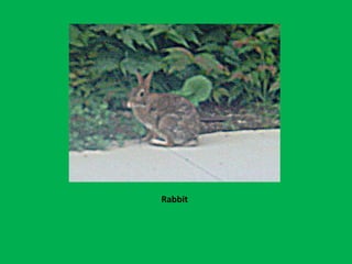 Rabbit