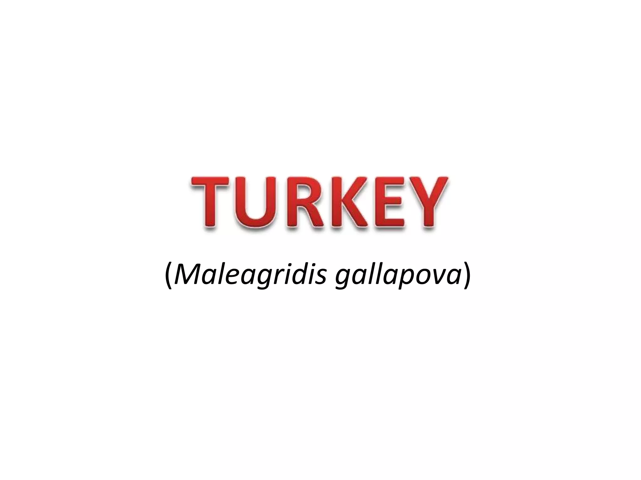 (Maleagridis gallapova)