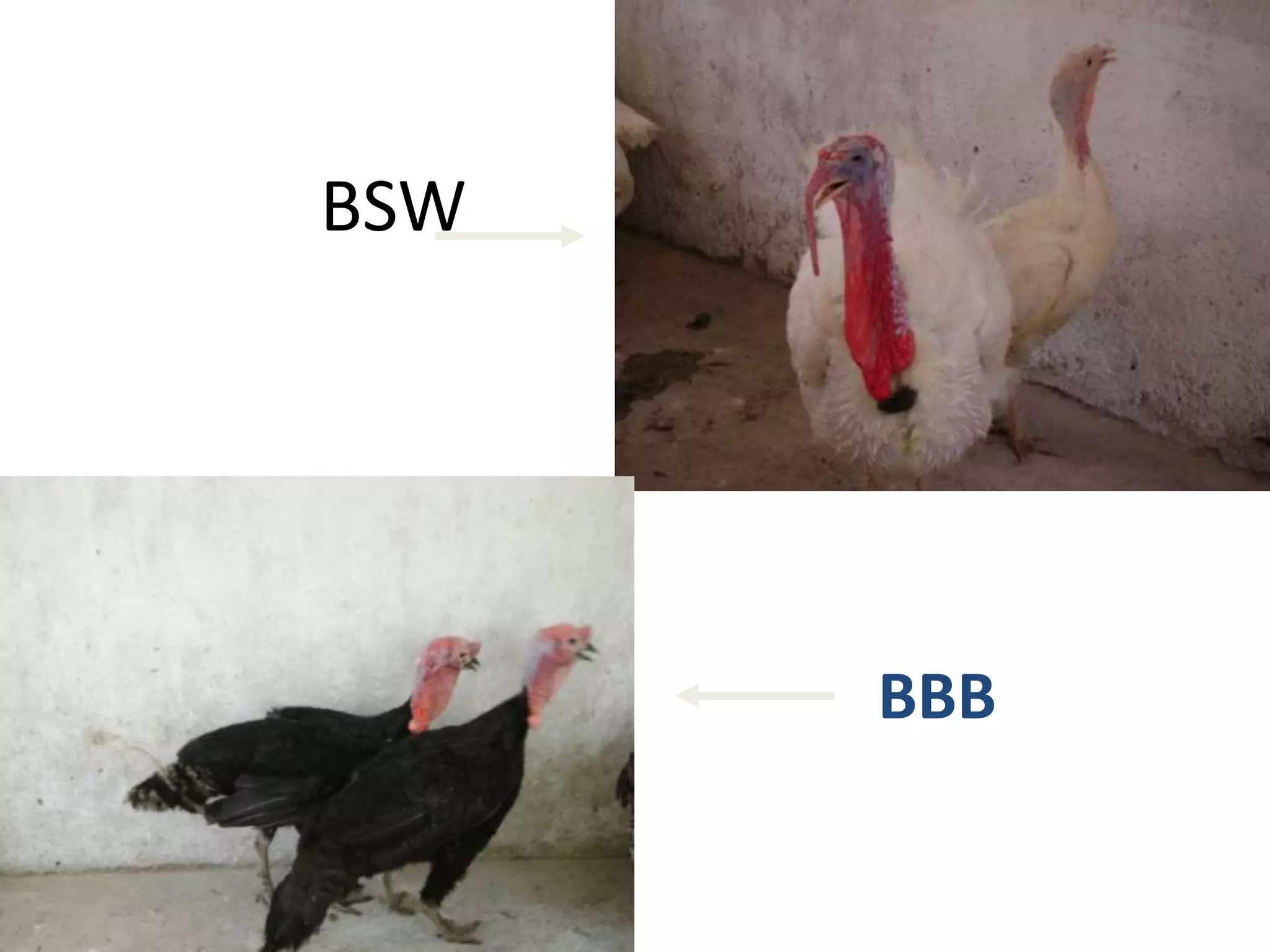 BSW
BBB