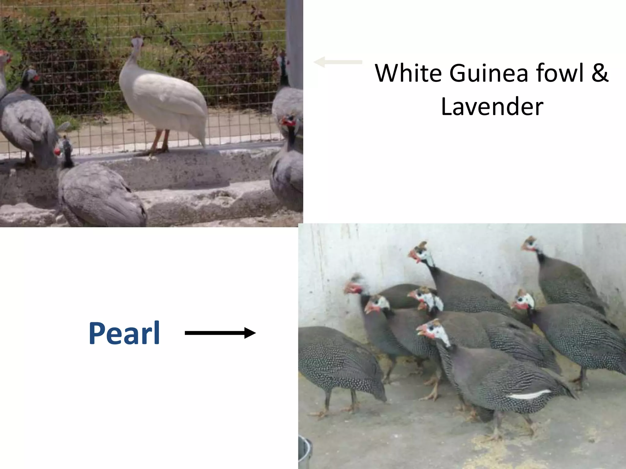 White Guinea fowl &
Lavender
Pearl
