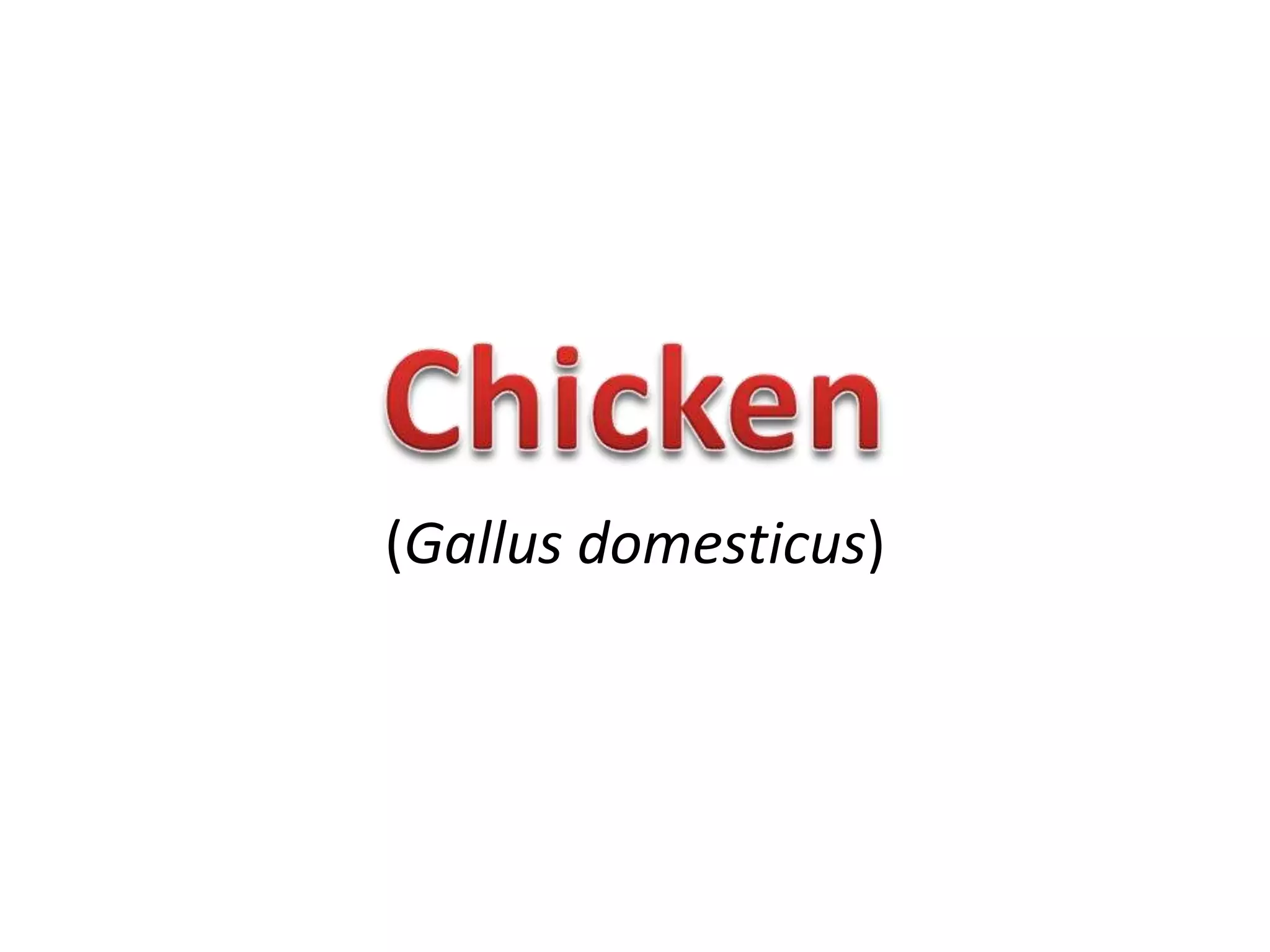 (Gallus domesticus)