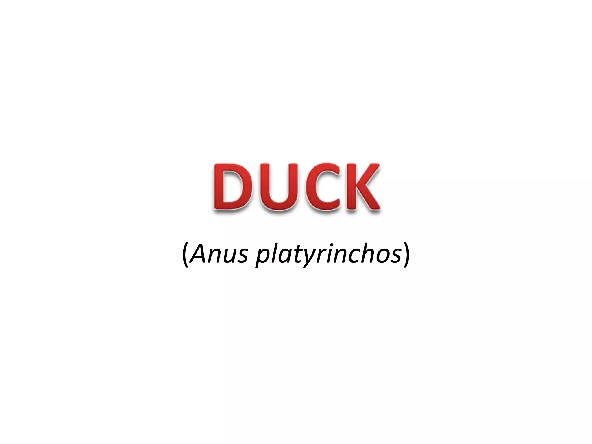 (Anus platyrinchos)